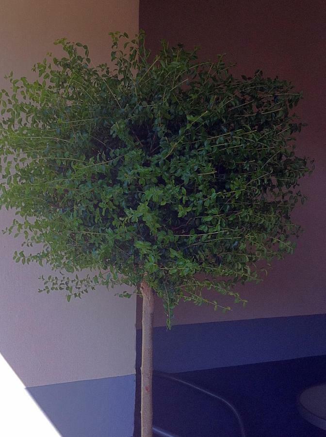 Appartamento In Centro Storico อัสตี ภายนอก รูปภาพ